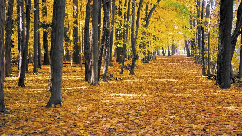 Autumn Forest Path — Yellow, Trees