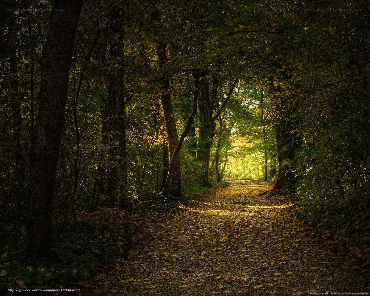 Autumn forest path