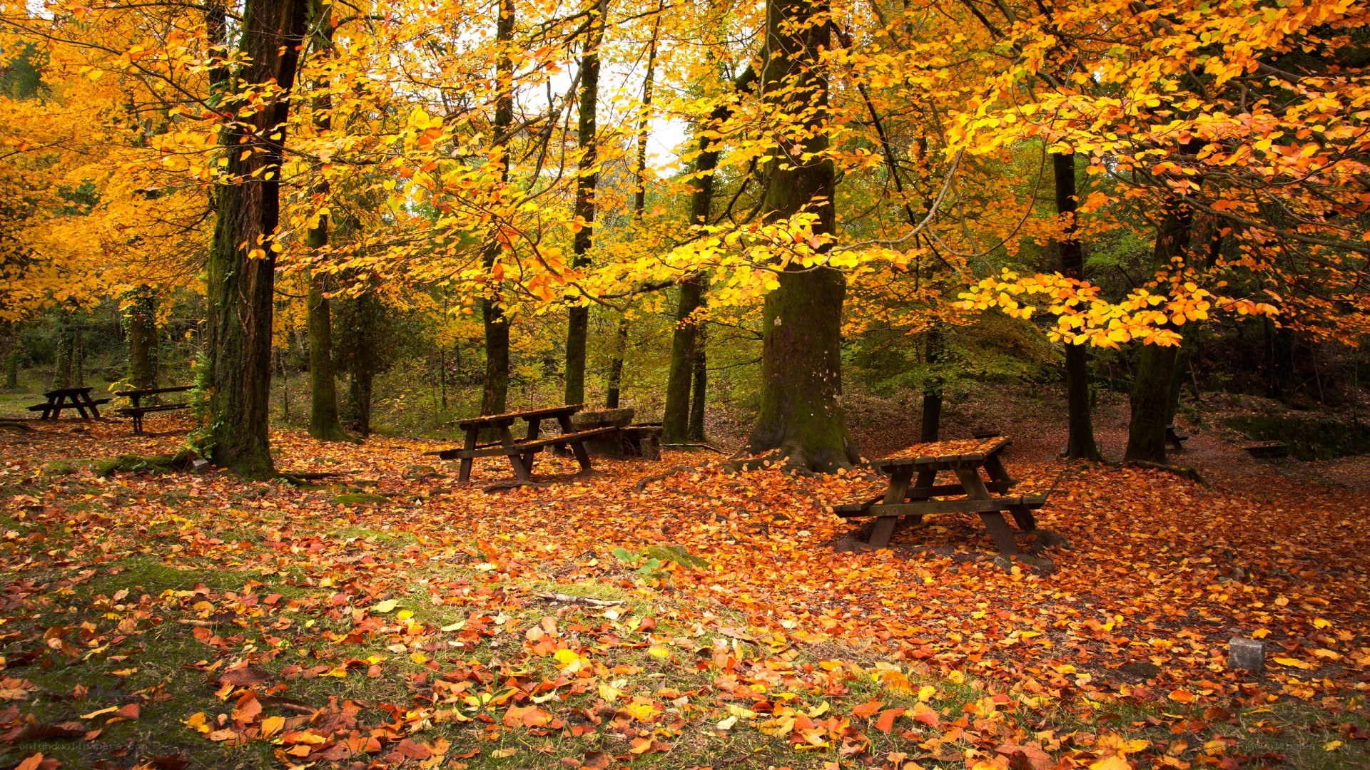 Autumn forest picnic area