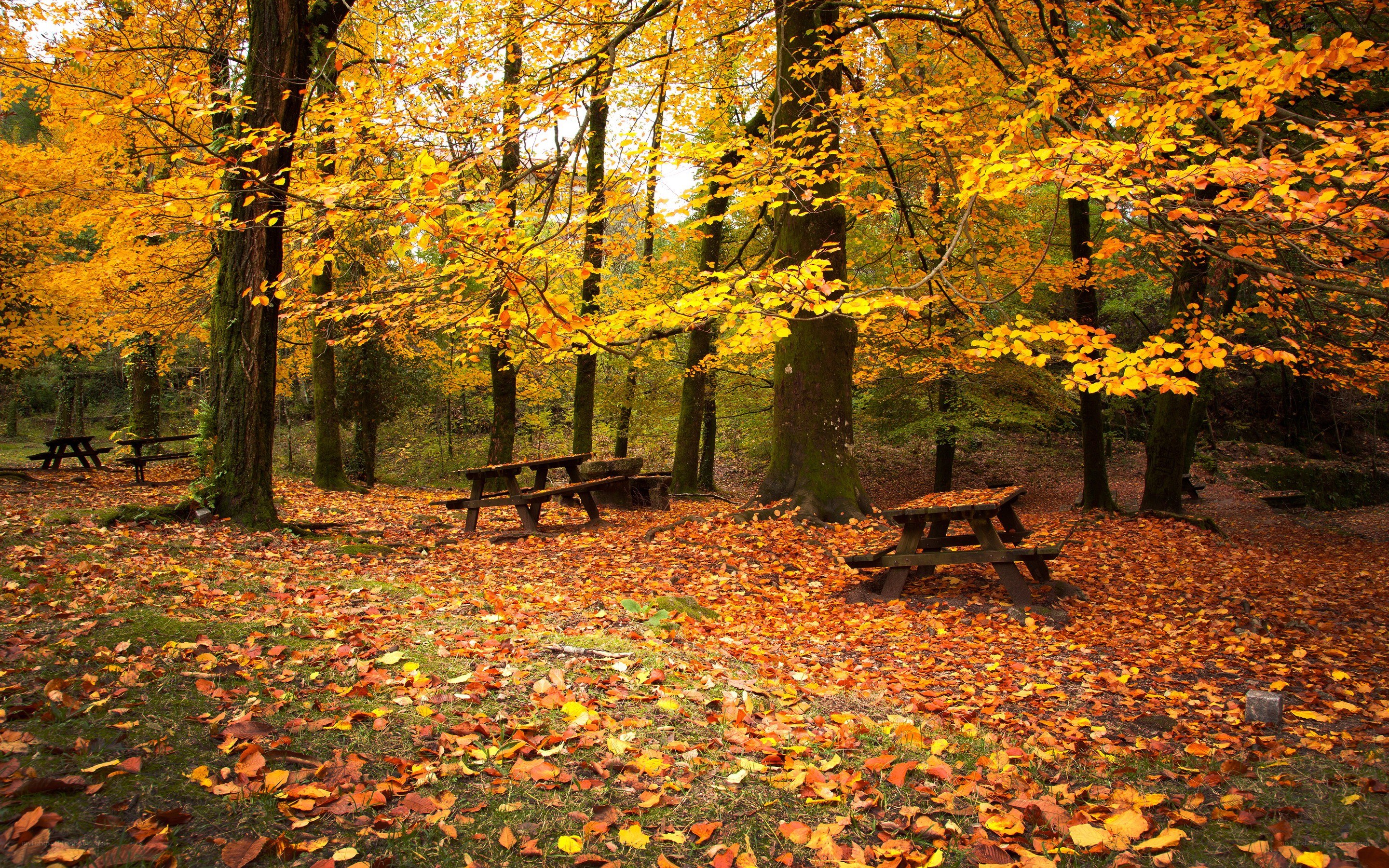 Autumn forest picnic area