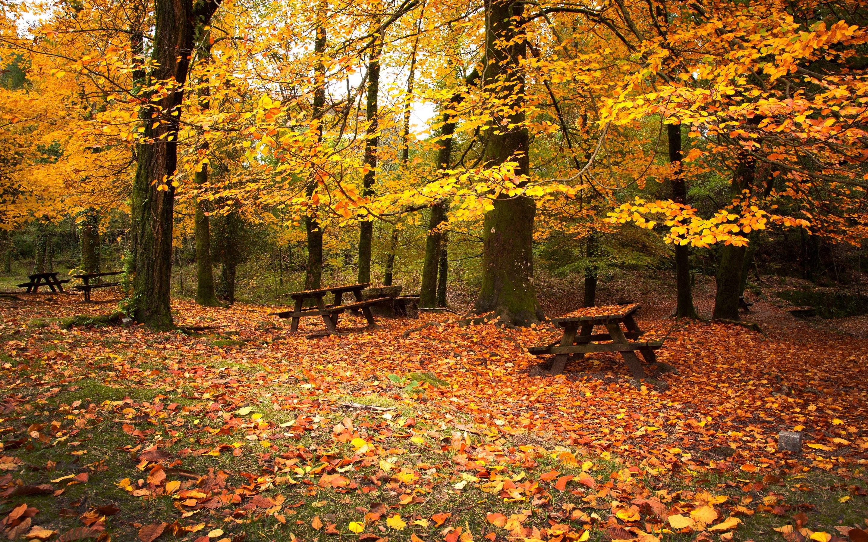 Autumn forest picnic area