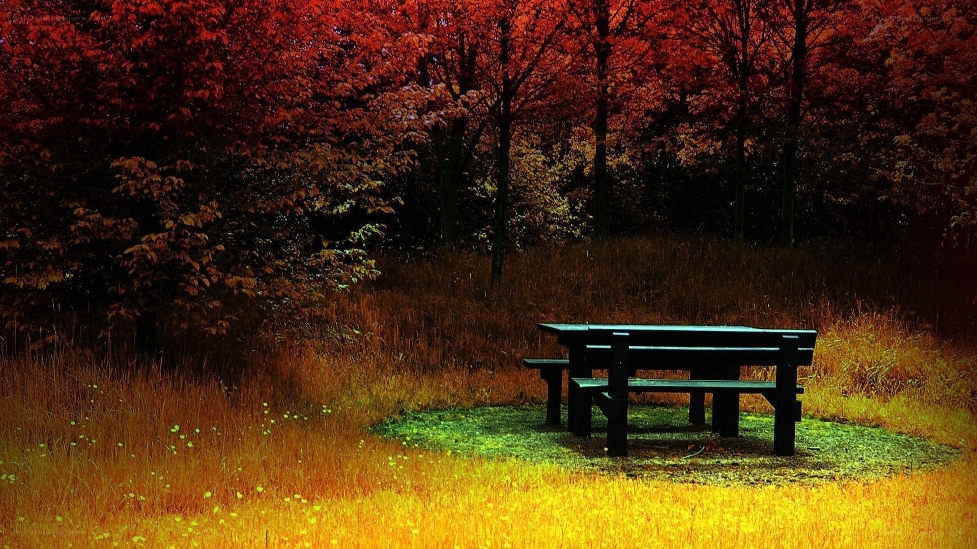 Autumn forest picnic table