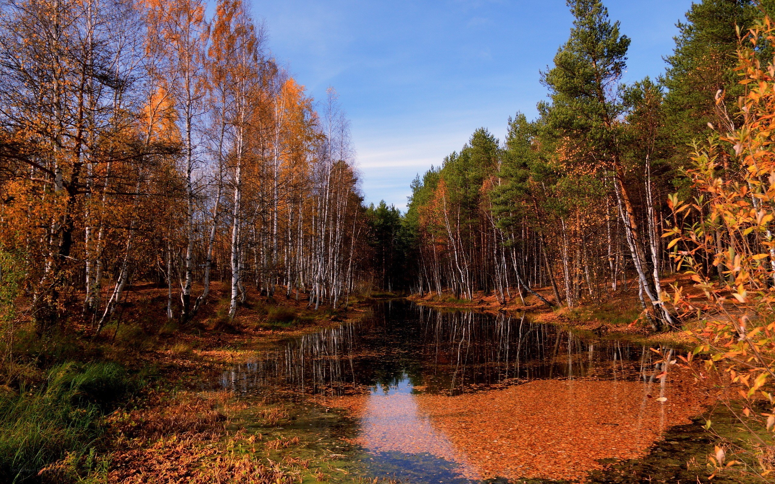 Autumn forest pond