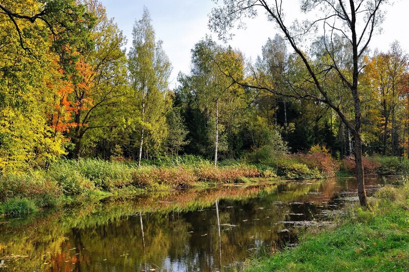 Autumn forest pond