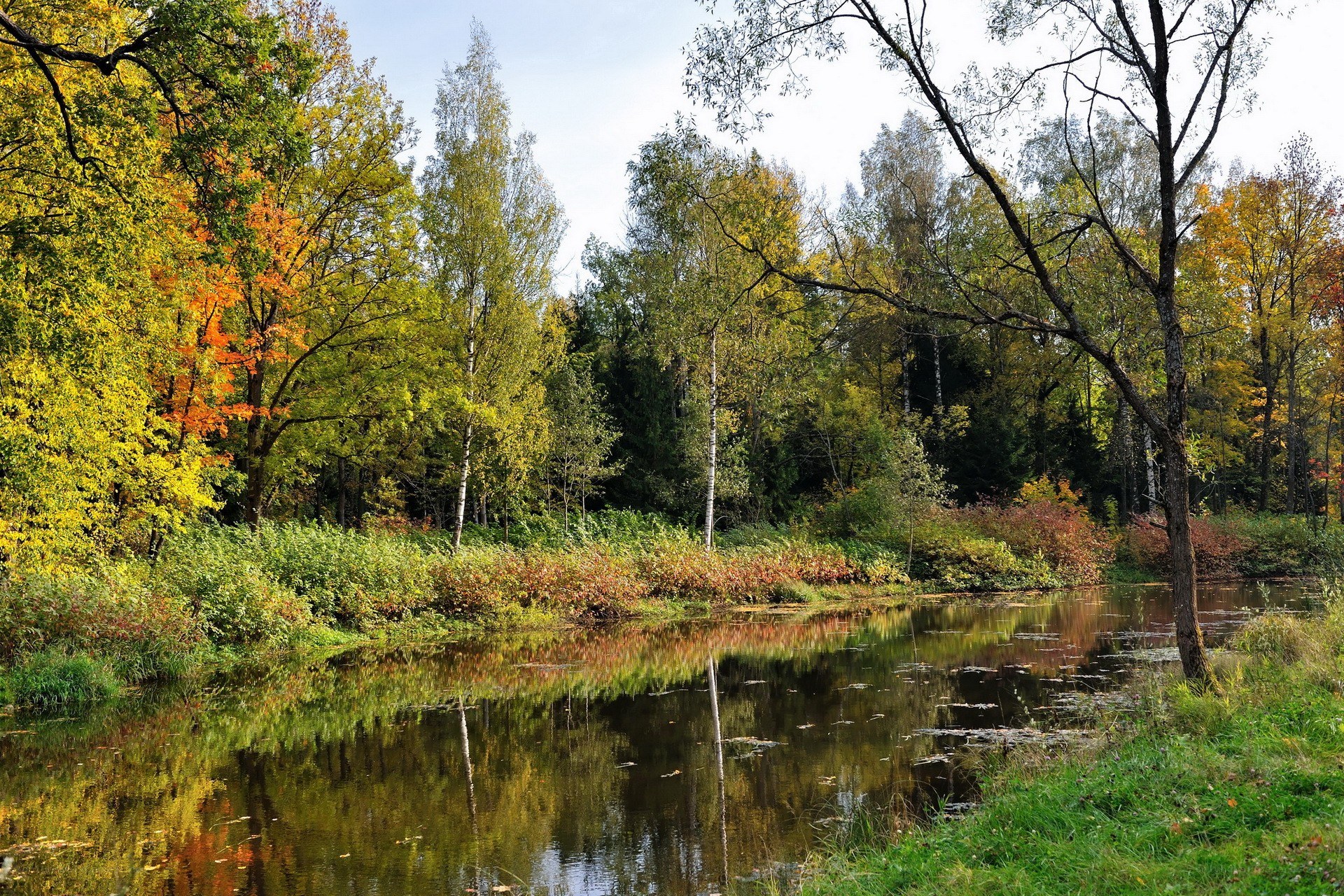 Autumn forest pond