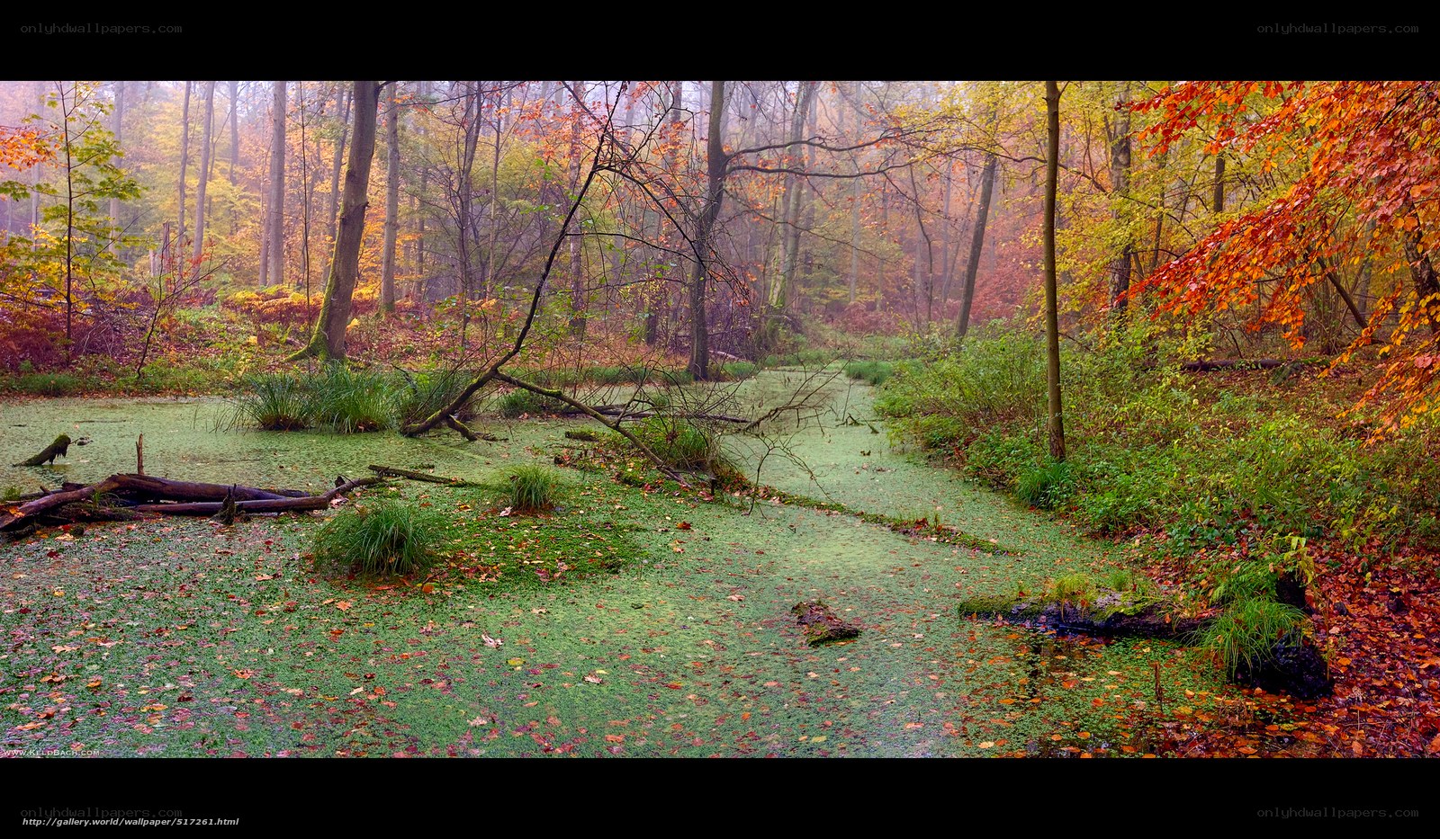 Autumn forest pond