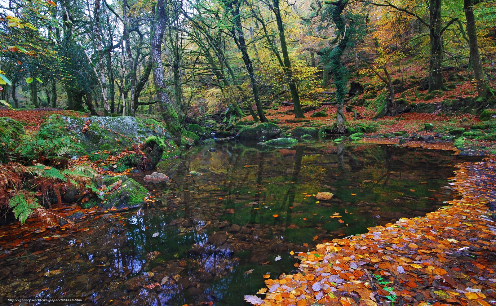 Autumn forest pond