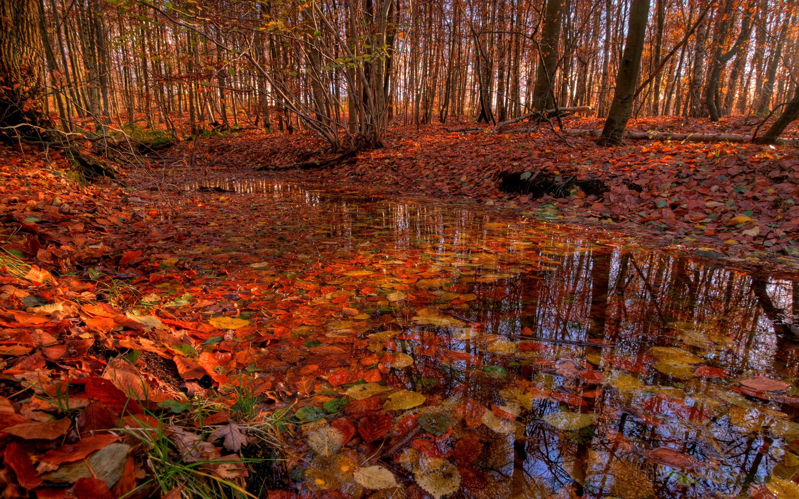 Autumn forest pond