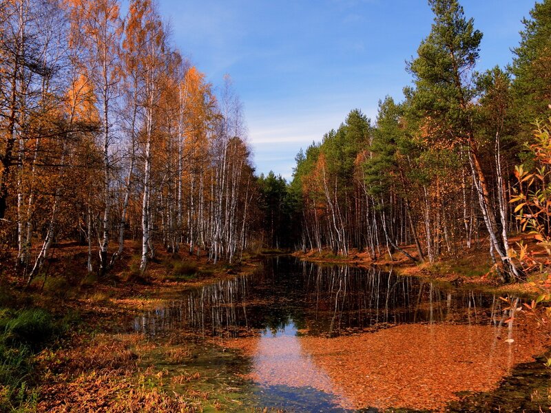 Autumn forest pond