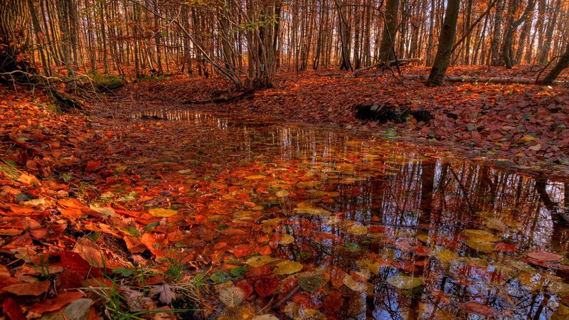 Autumn forest pond