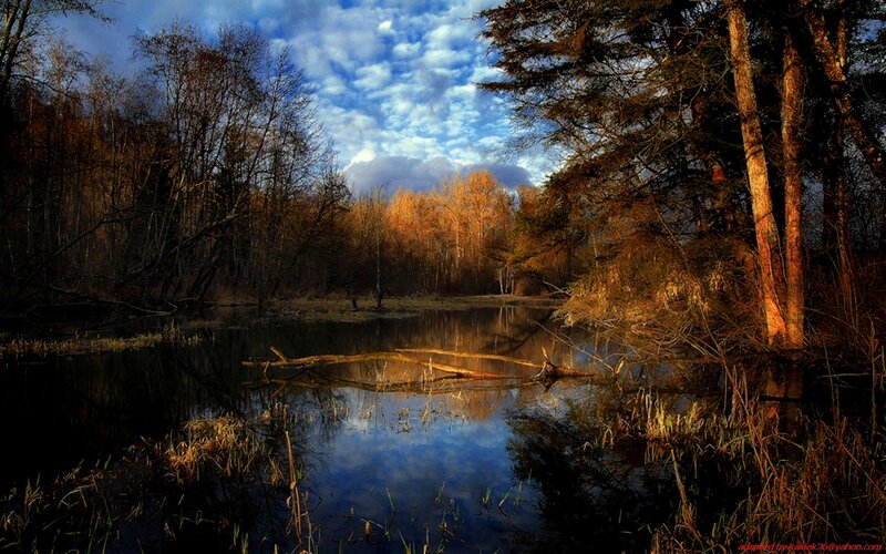 Autumn forest pond at sunset