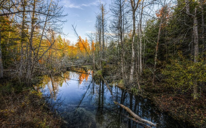 Autumn Forest Pond — Blue, Serene, Photograph
