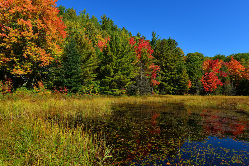 Autumn Forest Pond — Blue, Serene, Photograph, Trees, Grass