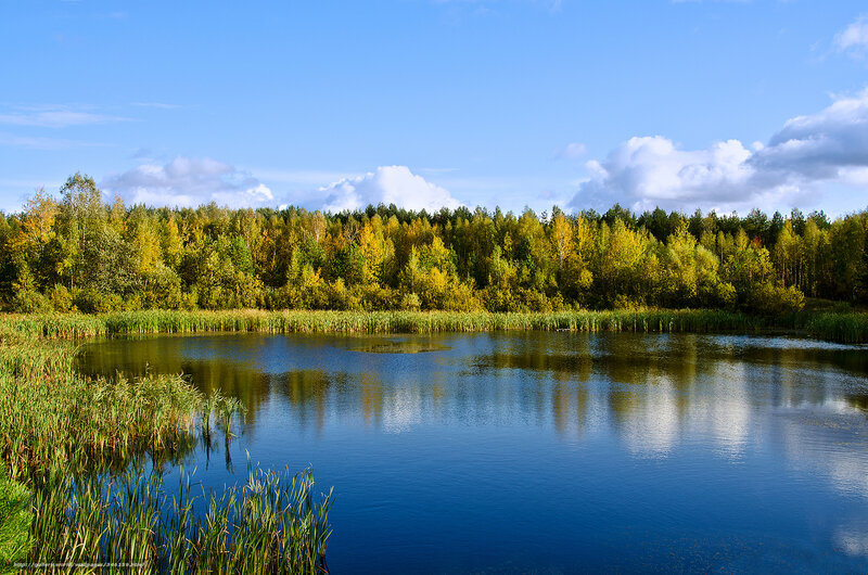 Autumn Forest Pond — Blue, Serene, Photograph, Trees, Sky