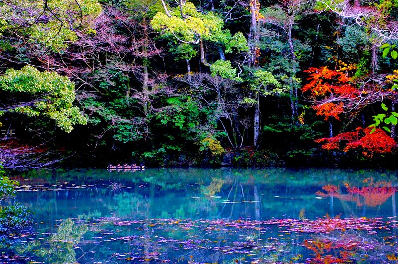 Autumn Forest Pond — Blue, Serene, Photograph, Trees