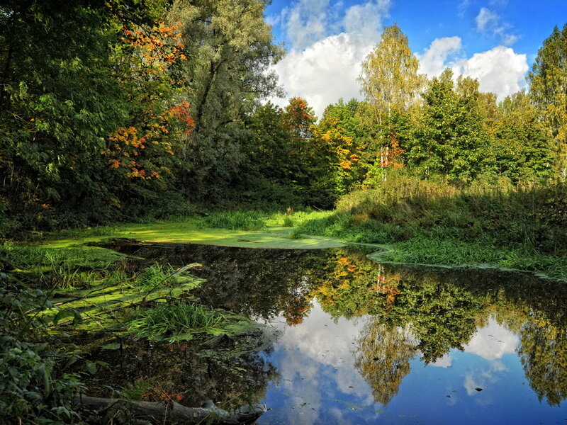 Autumn Forest Pond — Green, Serene, Photograph