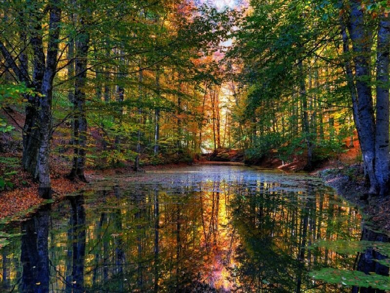 Autumn Forest Pond — Green, Serene, Photograph, Trees, Fallen Leaves, Reflection