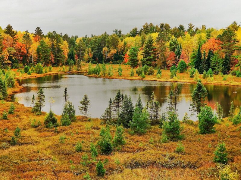 Autumn Forest Pond — Green, Serene, Photograph, Trees, Marsh