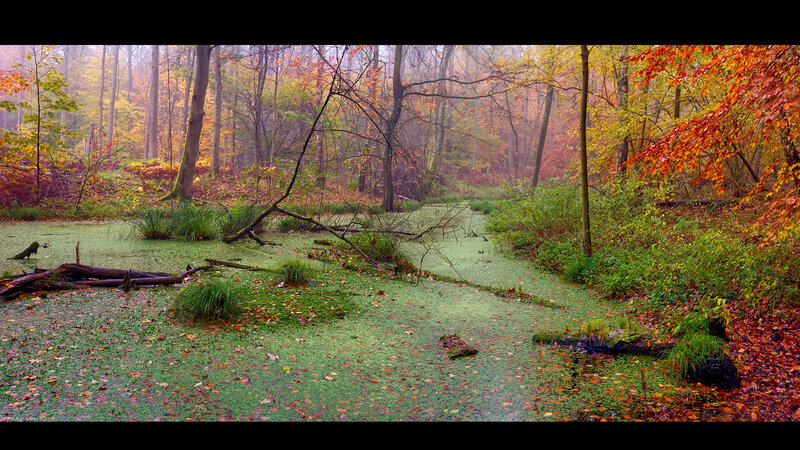 Autumn Forest Pond — Green, Serene, Photograph, Trees, Moss