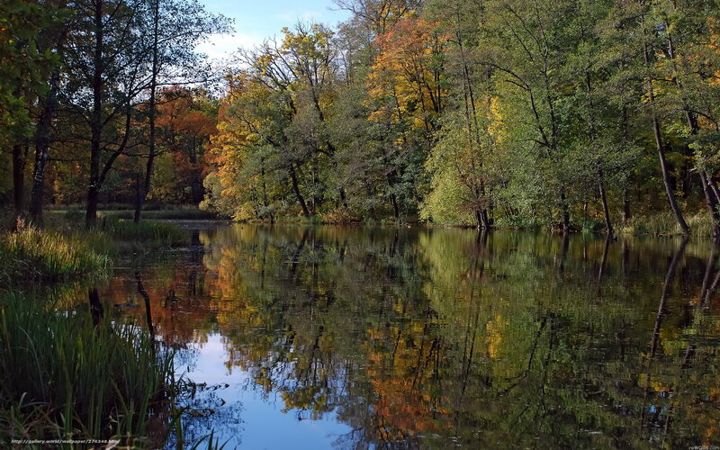 Autumn Forest Pond — Green, Serene, Photograph, Trees, Reflection