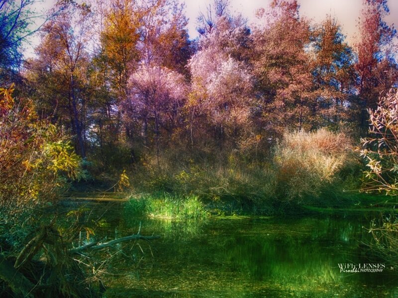 Autumn Forest Pond — Green, Serene, Photograph, Trees, Water, Grass