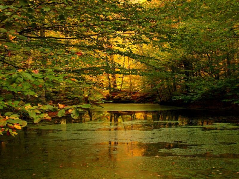 Autumn Forest Pond — Green, Serene, Photograph, Trees, Water, Leaves