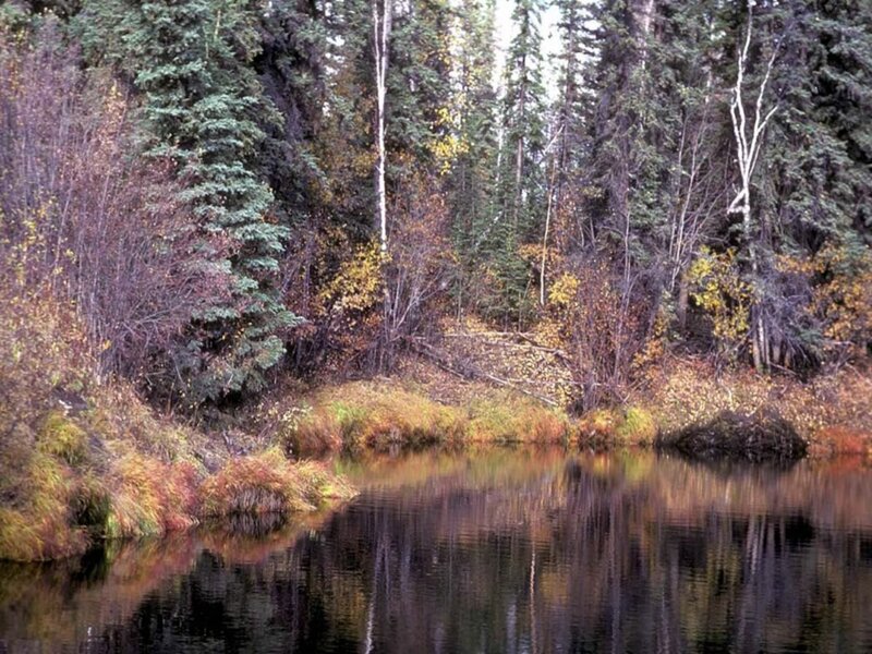 Autumn Forest Pond — Green, Serene, Photograph, Trees, Water