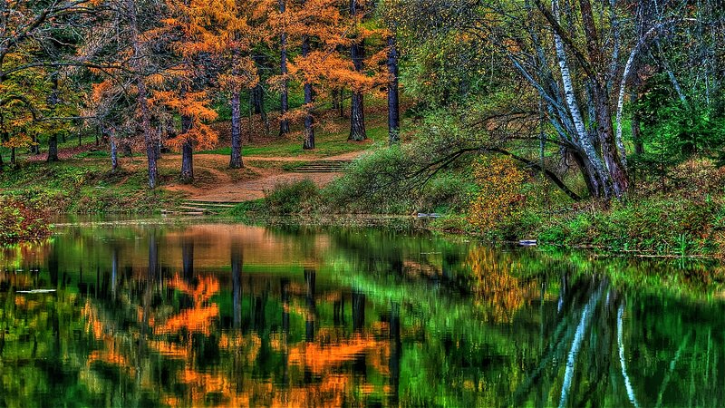 Autumn Forest Pond — Green, Serene