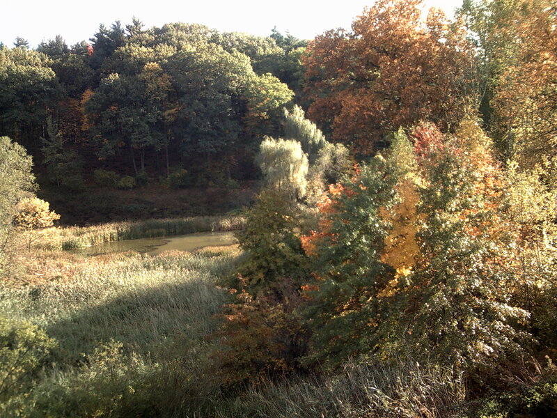 Autumn Forest Pond — Green