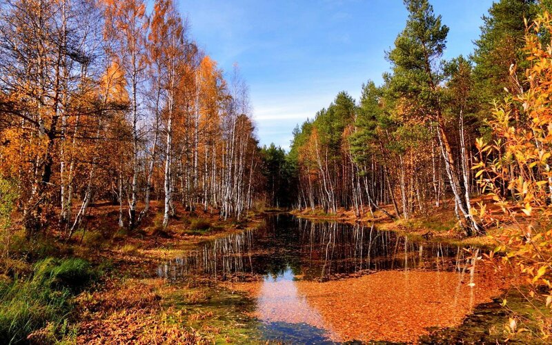 Autumn Forest Pond — Orange, Serene, Photograph