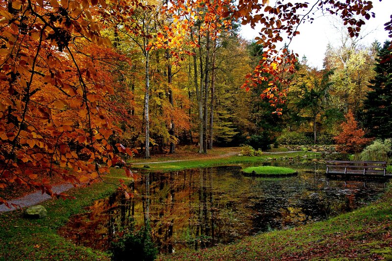 Autumn Forest Pond — Orange, Serene, Photograph, Trees, Bench, Path