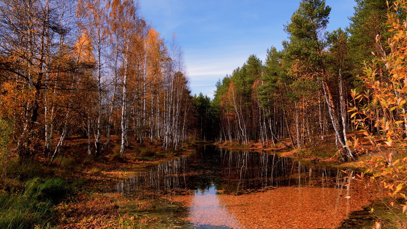 Autumn Forest Pond — Orange, Serene, Photograph, Trees, Leaves, Sky