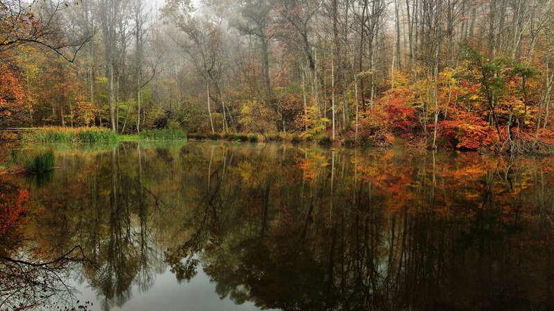 Autumn Forest Pond — Orange, Serene, Photograph, Trees, Reflection, Fog, Yellow
