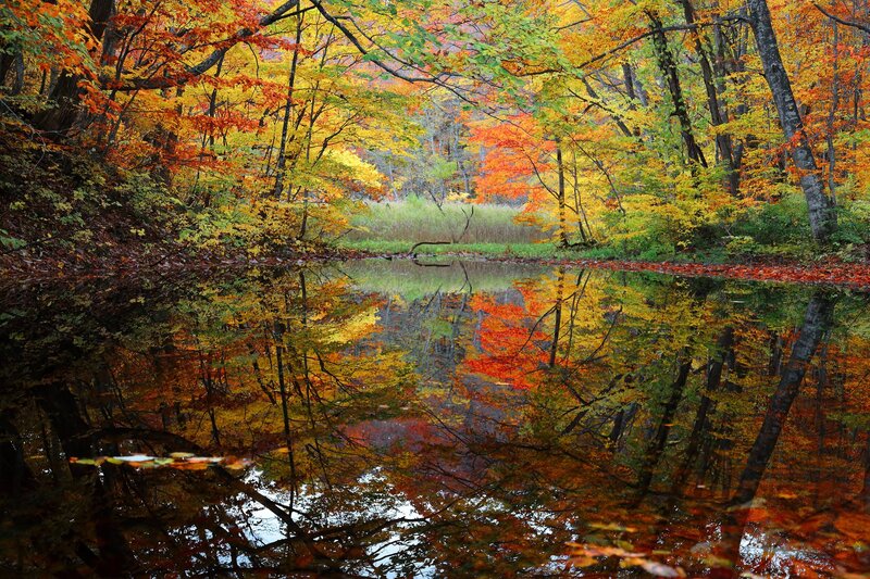 Autumn Forest Pond — Orange, Serene, Photograph, Trees, Reflection, Leaves