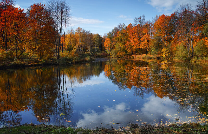 Autumn Forest Pond — Orange, Serene, Photograph, Trees, Reflection