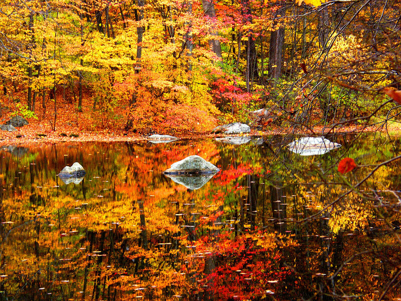Autumn Forest Pond — Orange, Serene, Photograph, Trees, Rocks