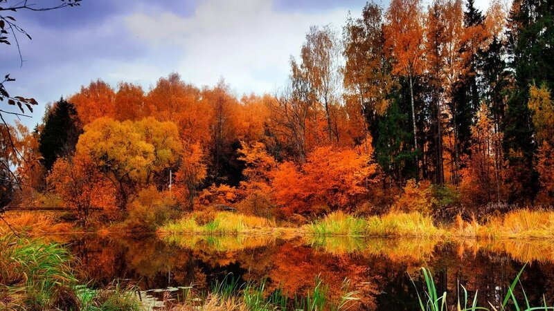Autumn Forest Pond — Orange, Serene, Photograph, Trees, Sky