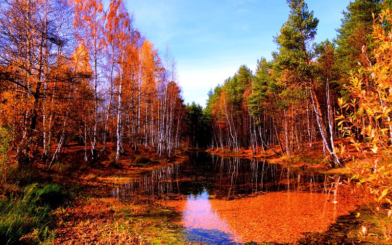 Autumn Forest Pond — Orange, Serene, Photograph, Trees