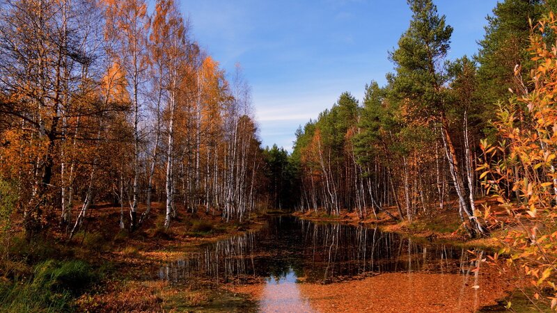 Autumn Forest Pond — Orange, Serene, Photograph, Trees, Water, Leaves, Sky, Green
