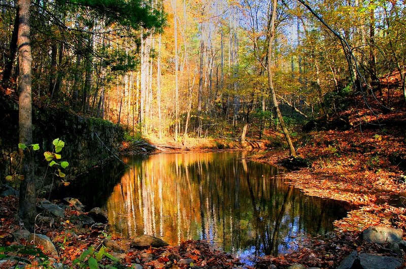 Autumn Forest Pond — Orange, Serene
