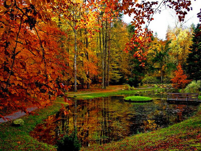 Autumn Forest Pond — Orange