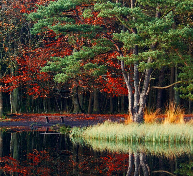 Autumn Forest Pond — Red, Serene, Photograph, Trees, Bench