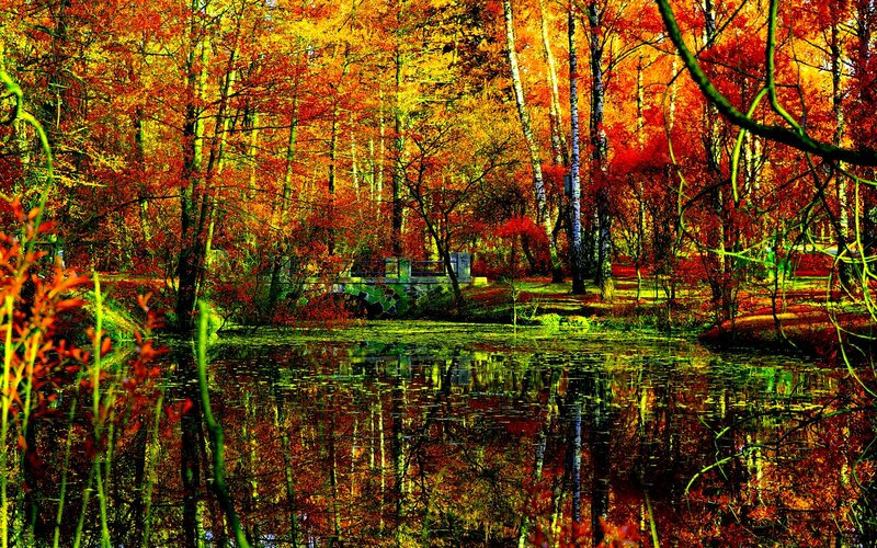 Autumn Forest Pond — Red, Serene, Photograph, Trees, Bridge