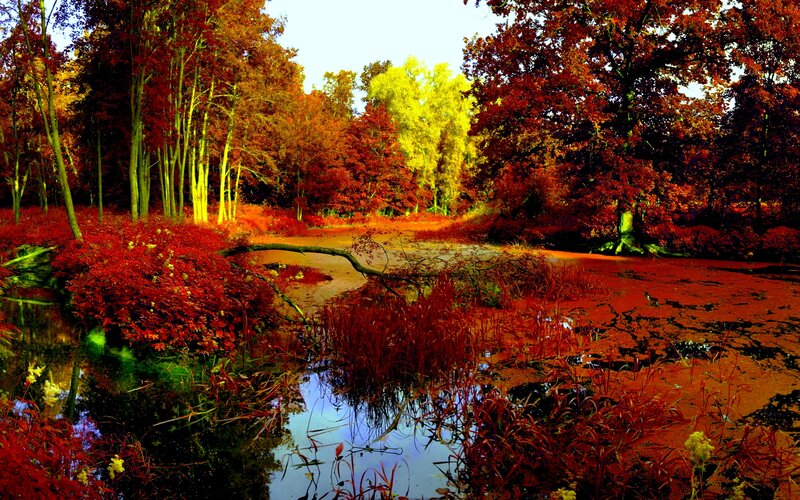 Autumn Forest Pond — Red, Serene, Photograph, Trees, Fall Foliage