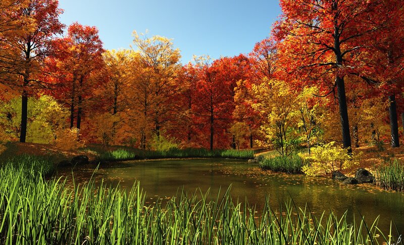 Autumn Forest Pond — Red, Serene, Photograph, Trees, Grass