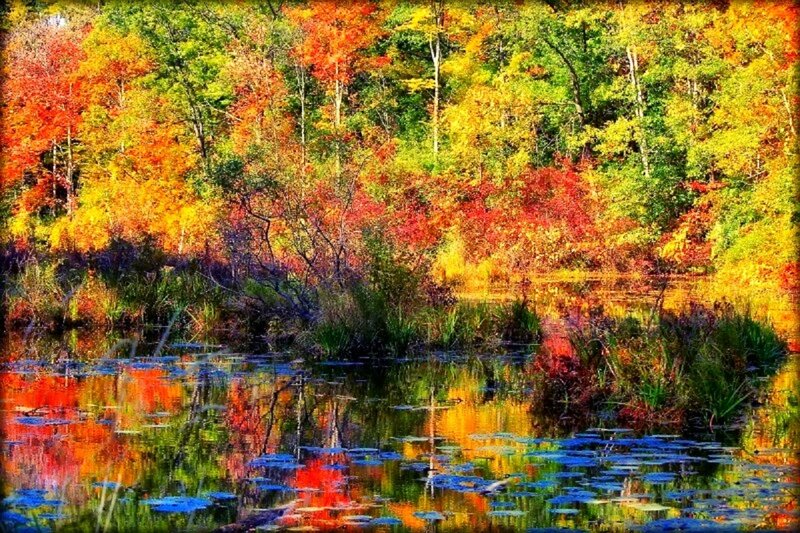Autumn Forest Pond — Red, Serene, Photograph, Trees, Reflection