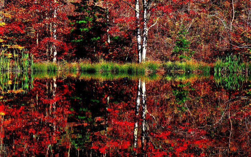 Autumn Forest Pond — Red, Serene, Photograph, Trees