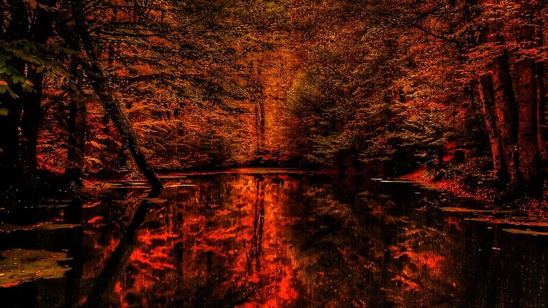 Autumn Forest Pond — Red