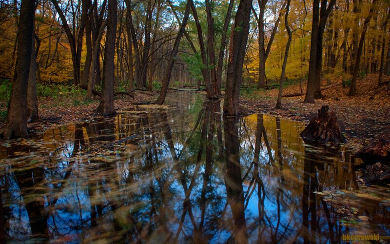 Autumn forest pond reflection