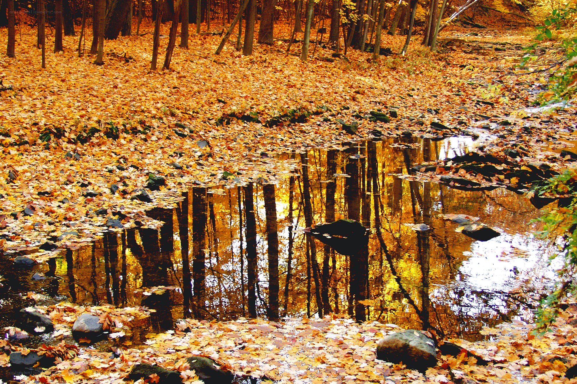 Autumn forest pond reflection